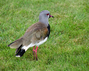 Southern Lapwing