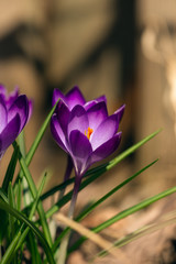purple crocus flowers in the Spring