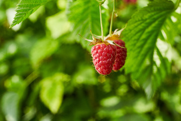 Close-up of ripe organic raspberry hanging on a branch in the fruit garden