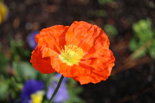 An&eacute;mone orange