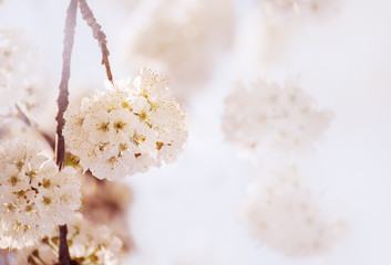 The beginning of flowering sweet  cherry tree. Opening wonderful tender first flowers. artistic photo. Selective soft focus.