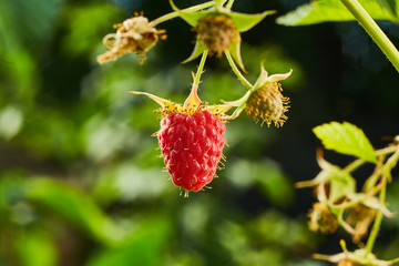 Close-up of ripe organic raspberry hanging on a branch in the fruit garden