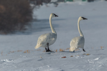 Pair of trumpeter swans feeding in a snow covered picked corn field.