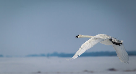 Trumpeter swan photographed just yards off the ground.