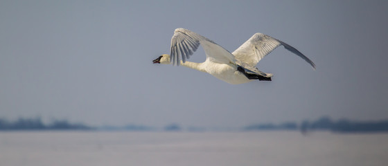 Trumpeter swan flying at eye-level, bill open and calling