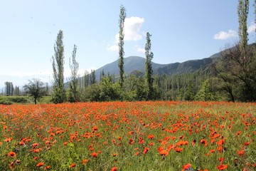 red poppy flowers in a field