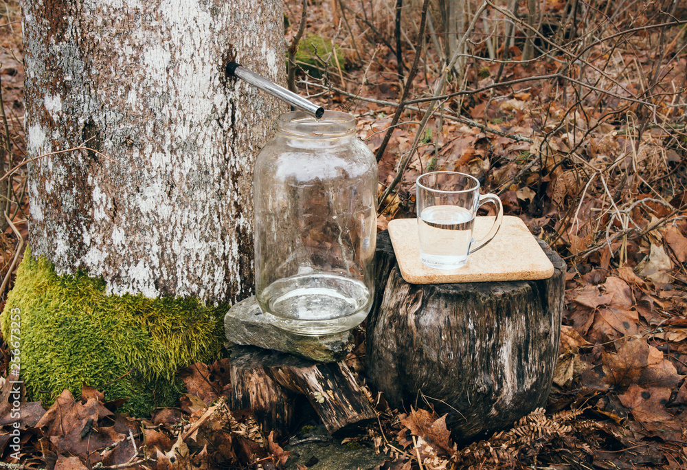 Wall mural gathering maple tree juice sap in spring outdoors. maple trees are tapped by drilling holes into the