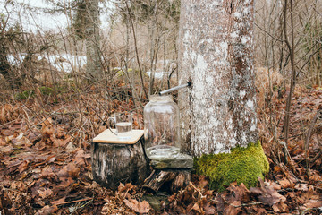 Gathering maple tree juice sap in spring outdoors. Maple trees are tapped by drilling holes into their trunks and collecting the exuded sap.