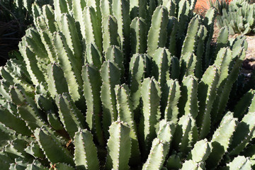 Green Organ Cactus Plant in Desert Garden