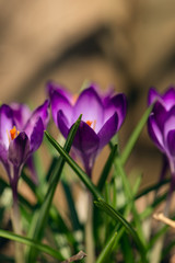 purple crocus flowers in the Spring