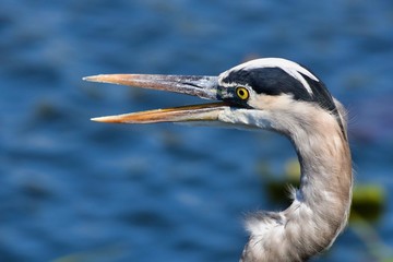 Upclose of a Great Blue Heron with his mouth open