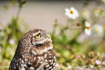 Burrowing Owl sitting on the ground staring up to the sky