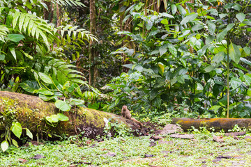 Indian grey Mongoose in Basse Terre jungle