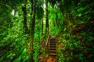 Staircase in Basse Terre jungle in Guadeloupe