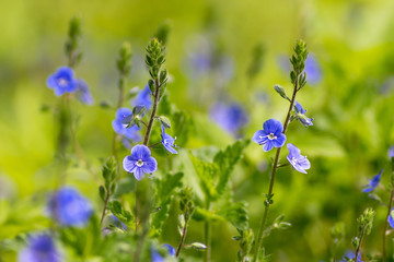 Blue flowers. Veronica chamaedrys.