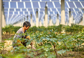 Asian peasant woman weeding in the ground, under the solar photovoltaic panel