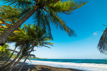 Fototapeta na wymiar Palm trees and dark sand in Grande Anse beach in Guadeloupe