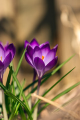 Fototapeta premium fioletowe krokusy kwitną wiosną
