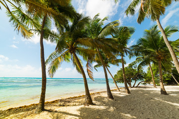 Naklejka na ściany i meble White sand and coconut palms in Bois Jolan beach in Guadeloupe