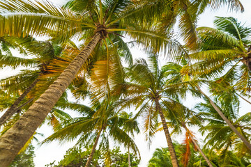 Coconut palm trees seen from below in Guadeloupe