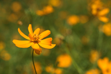 Yellow flower and green nature.