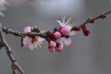 Apricot flowers closeup. Spring bloom, March 2019