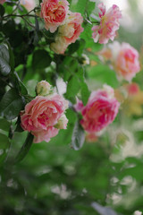 Obraz na płótnie Canvas Beautiful pink roses in a summer garden.