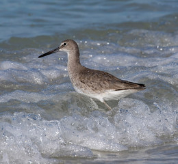 Willet walking in the surf