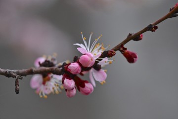 Apricot flowers closeup. Spring bloom, March 2019