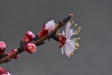 Apricot flowers closeup. Spring bloom, March 2019