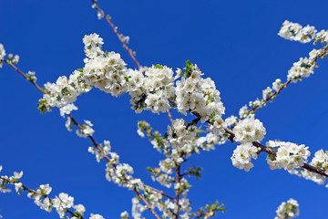 Apricot Tree Prunus Armeniaca Blooming