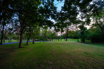Green park sunset with meadow and tree