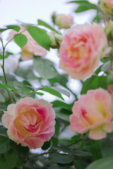 Beautiful pink roses in a summer garden.