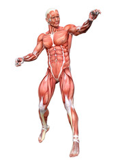 3D Rendering Male Anatomy Figure on White