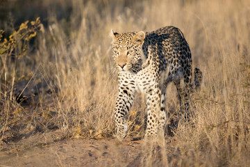Leopard in afternoon light