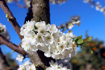bouquet of apricot tree flowers on the trunk of the tree