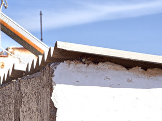 Sparrow in its nest on a roof
