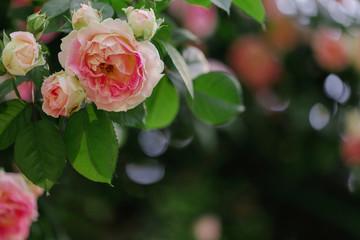 Beautiful pink roses in a summer garden.