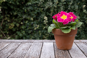 Potted pink primrose on garden table