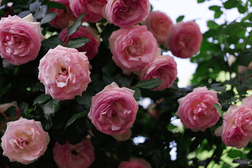 Beautiful pink roses in a summer garden.