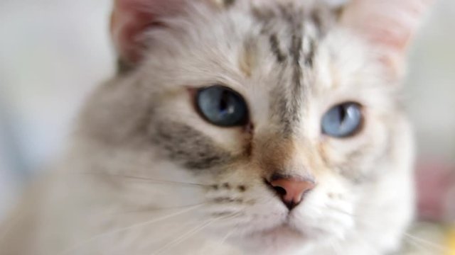 Gabrielle (our cat) coming to us after calling her name.