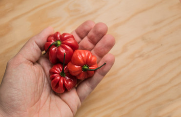 Hand holding some red hot chili habanero peppers on a rustic wooden table. Spicy, cuisine and mexican concept.