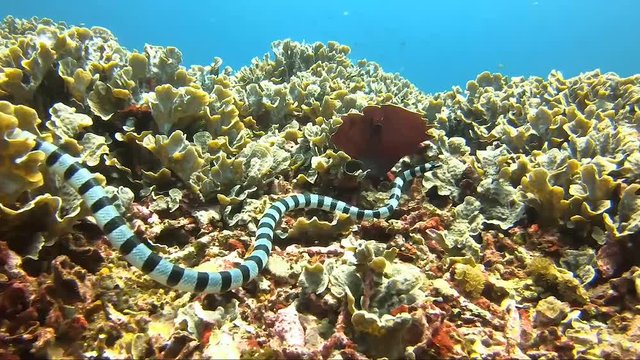 Banded sea snake krait looking around the tropical coral reef for food during a surge.