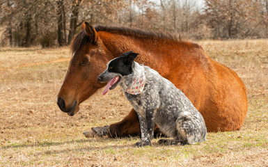 Blue Heeler cross dog sitting next to her sleeping Arabian horse friend in a sunny winter pasture