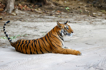 Young female tiger resting in Bandhavgarh National Park in India