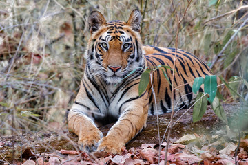 Young female tiger resting in Bandhavgarh National Park in India