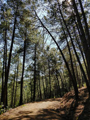 Obraz premium Dirt road among pine forest in the mountains of central Spain.