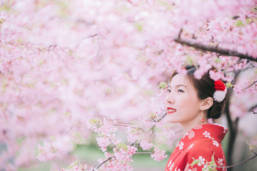 Asian woman wearing kimono with cherry blossoms,sakura in Japan.