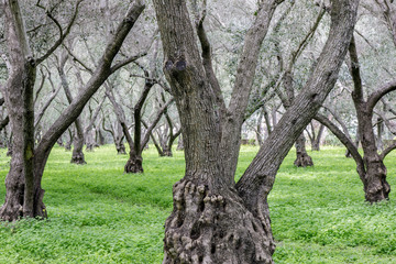 Olive Tree Grove. Carmelite Monastery of San Francisco, Santa Clara, California, USA.