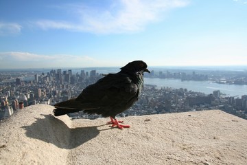 new york, nyc, ny, manhattan, dove, skyscraper, city, business, panorama, view, cityscape, architecture, urban, building, landscape, town, buildings, tower,
